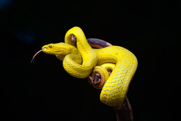 yellow snake on a black background