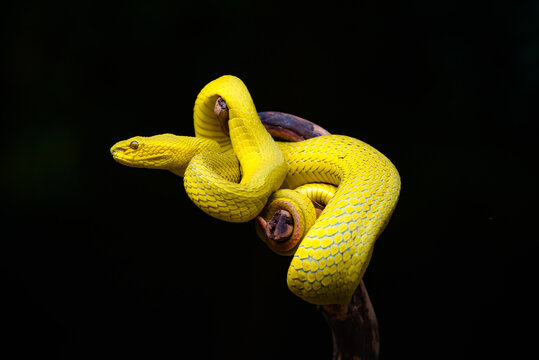 snake in the ground