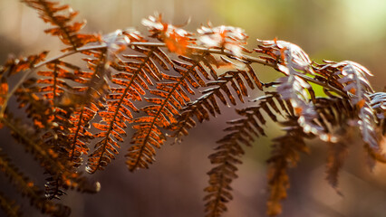 Macro de fougères et de bruyères, par période de sécheresse, dans la forêt des Landes de Gascogne