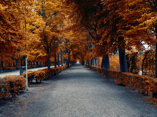colorful autumn tree alley - 745714648