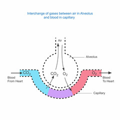 Diagram showing the interchange of gases between air in alveolus and blood in the capillary. Human anatomy diagram. Respiration concept.Biological illustration.