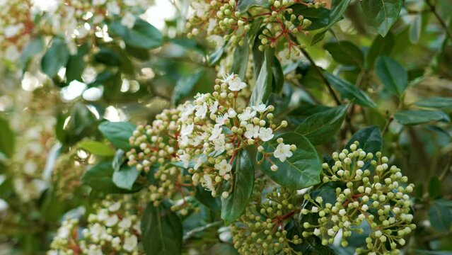 Laurustinus (Viburnum tinus) flowering bush with beautiful white flowers and green foliage in springtime