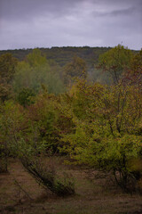 Fototapeta na wymiar a cloudy day in the magical forest during autumn season with fog and colorful leaves
