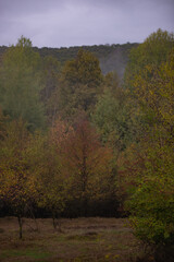 a cloudy day in the magical forest during autumn season with fog and colorful leaves