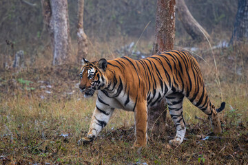 Bengal Tiger - Panthera Tigris tigris, beautiful colored large cat from South Asian forests and woodlands, Nagarahole Tiger Reserve, India. - 745716070