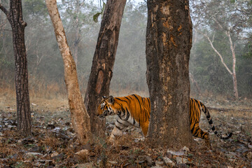 Bengal Tiger - Panthera Tigris tigris, beautiful colored large cat from South Asian forests and woodlands, Nagarahole Tiger Reserve, India. - 745716081