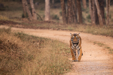 Bengal Tiger - Panthera Tigris tigris, beautiful colored large cat from South Asian forests and woodlands, Nagarahole Tiger Reserve, India. - 745716091