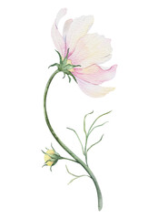 Pink and white Cosmea flower. Cosmos bipinnatus. Isolated hand drawn watercolor illustration of Mexican aster. Summer floral design for wedding invitations, cards, textiles, wrapping paper