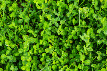 Four-leaf clover between three-leaf clovers. Green nature background. Four-leaf clover for a good...