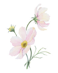 Fototapeta na wymiar Bouquet of pink and white Cosmea flowers. Cosmos bipinnatus. Isolated hand drawn watercolor illustration of Mexican aster. Summer floral design for wedding invitations, cards, textiles, wrapping paper
