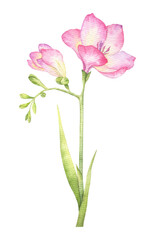 Pink freesia flowers, buds and leaves. Garden flowers. Isolated hand drawn watercolor illustration. Summer floral design for wedding invitations, cards, textiles, packaging of goods. wrapping paper