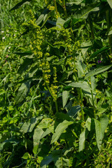 Part of a sorrel bush Rumex confertus growing in the wild with dry seeds on the stem