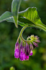 In the meadow, among wild herbs the comfrey Symphytum officinale is blooming