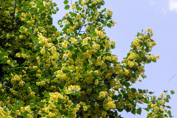 Linden tree flowers clusters tilia cordata, europea, small-leaved lime, littleleaf linden bloom. Pharmacy, apothecary, natural medicine, healing herbal tea, aromatherapy. Spring background