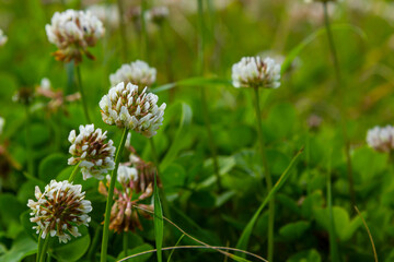 Clover or Trefoil flower, close up. Trifolium Repens or White Clover blossom with three leaflet leaf. Dutch clover is herbaceous, creeping, flowering, trifoliate plant in the bean family, Fabaceae