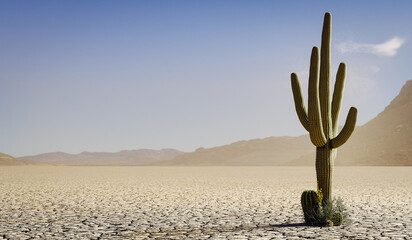 a single large cactus and a few other plants in a dry lake or desert - 3D illustration