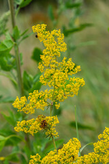 Obraz premium Galium verum, lady's bedstraw or yellow bedstraw low scrambling plant, leaves broad, shiny dark green, hairy underneath, flowers yellow and produced in dense clusters