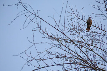 Pigeon resting on a dry tree branch