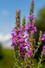 Purple loosestrife Lythrum salicaria inflorescence. Flower spike of plant in the family Lythraceae, associated with wet habitats