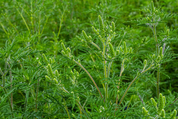 Flower of a common ragweed, Ambrosia artemisiifolia