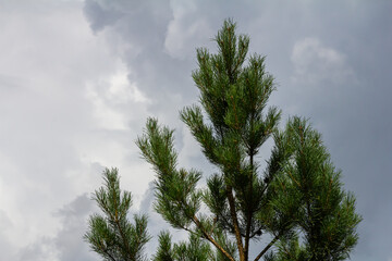 Pine branches on a spring day against the background of the sky with clouds