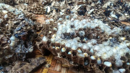 Photo of bamboo bees, larvae and nest on bamboo tray