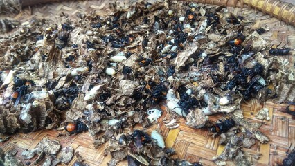 Photo of bamboo bees, larvae and nest on bamboo tray