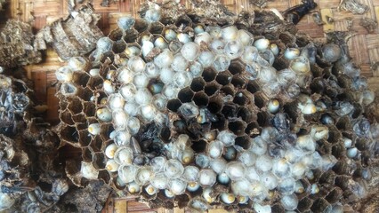 Photo of bamboo bees, larvae and nest on bamboo tray