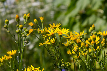 Yellow flowers of Senecio vernalis closeup on a blurred green background. Selective focus