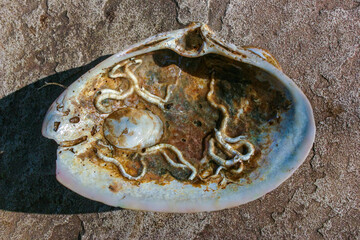 Mollusks Crepidula (Gastropoda) attached to the shell on the sandy shore of a beach near Brighton Beach