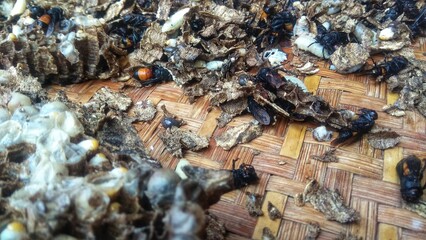 Photo of bamboo bees, larvae and nest on bamboo tray