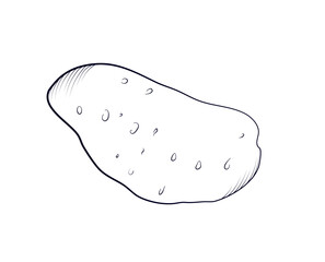 hand drawn potato vector illustration