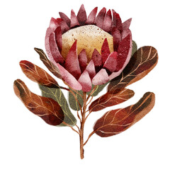 Beautiful watercolor floral illustration. Protea floral composition. Perfect for greeting cards,...
