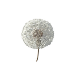 dandelion isolated on transparent background, png