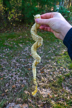 Cocoons with gastropod clam eggs Busycon sp. from the Atlantic Ocean washed ashore by a storm in Brighton Beach