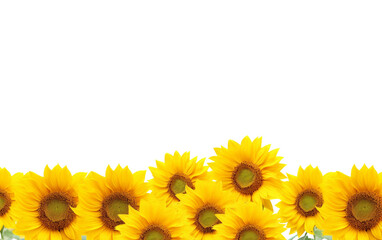 Colorful Sunflower Field Background Isolated on Transparent Background PNG.