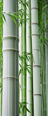 Fototapeta na wymiar bamboo stem on the white background isolated
