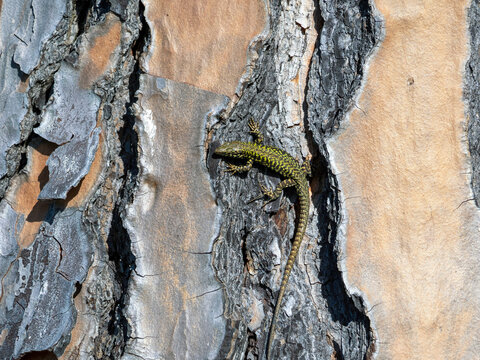 detail ofa lizard in a meadow