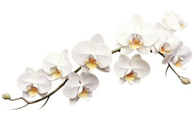 Elegant White Flowers with Trumpet-like Blooms Isolated on Transparent Background PNG.