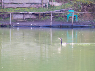 cormoran in massaciuccoli lake, italy