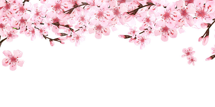 Template of Sakura branches on white background. Pink sakura flowers. Background in watercolor style. Cherry blossom branches. Hanami festival. Hand drawn illustration