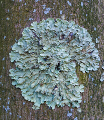 Lichen - it symbiosis fungus and algae that live in the most extreme conditions