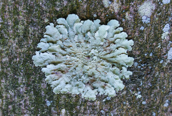 Lichen - it symbiosis fungus and algae that live in the most extreme conditions