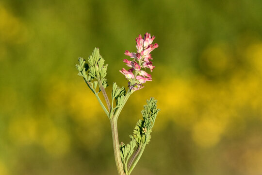 Earth smoke (Fumaria officinalis) flowers in February