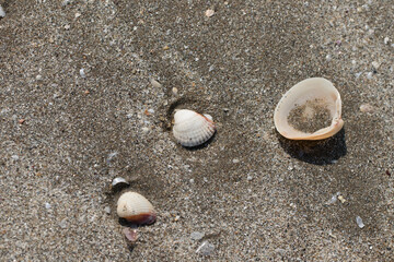 Oyster shells on the seaside beach