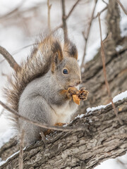 The squirrel with nut sits on tree in the winter or late autumn