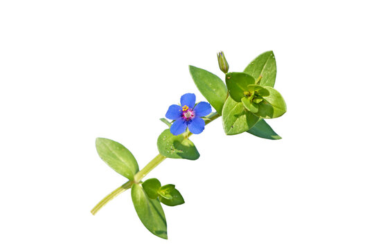 Blue blooming shepherd's clock (Anagallis arvensis), is a species of low-growing annual plant with brightly coloured flowers, most often scarlet but also bright blue and sometimes pink. 