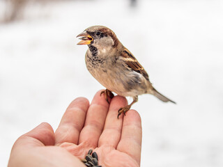 A sparrow sits on a man's hand and eats seeds.