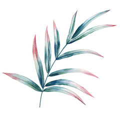 Tropical palm leaf. Exotic palm leaf in watercolor isolated. Jungle plant Watercolor hand drawing Botanical painting