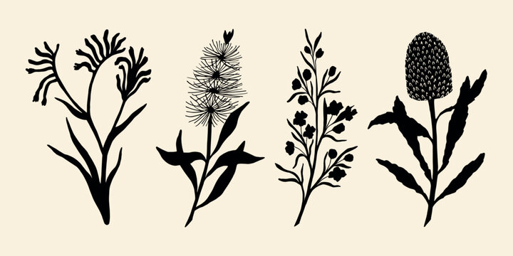 Flat vector kangaroo paw, bottlebrush, boronia, banksia. Australian native flowers